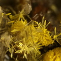 Rutherfordine sur Gypse -  Mas d'Alary - Lodève - Hérault