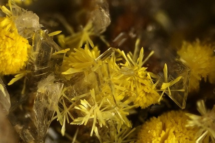 Rutherfordine sur Gypse -  Mas d'Alary - Lodève - Hérault