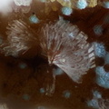 Hemimorphite Rosasite - Mine St Nicolas - Steinbach - Haut-Rhin