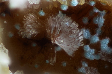 Hemimorphite Rosasite - Mine St Nicolas - Steinbach - Haut-Rhin