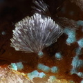 Hemimorphite Rosasite - Mine St Nicolas - Steinbach - Haut-Rhin