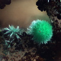 Malachite - Champ Brêcheté -  Urbeis - Bas-Rhin