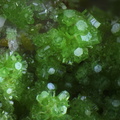  Pyromorphite Wulfenite - Champ Brêcheté - Urbeis - Bas-Rhin