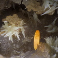  Wulfenite Pyromorphite - Champ Brêcheté - Urbeis - Bas-Rhin