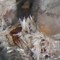 n°105017- Aragonite - L'Argentière - Laragne-Montéglin - Hautes-Alpes