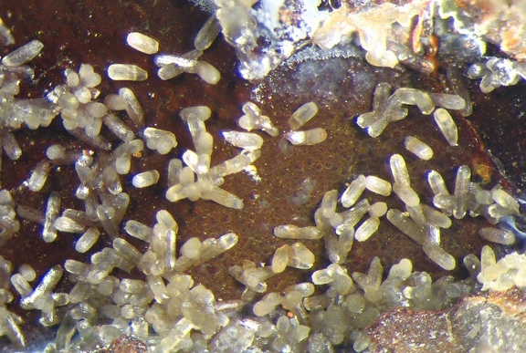 n° 106003 - Smithsonite - Saint-Pierre de Péone - Péone - Alpes-Maritimes
