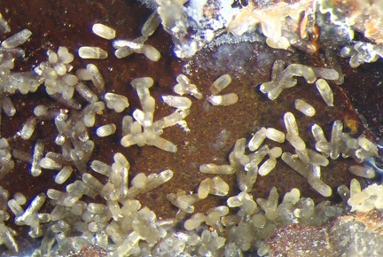 n° 106003 - Smithsonite - Saint-Pierre de Péone - Péone - Alpes-Maritimes