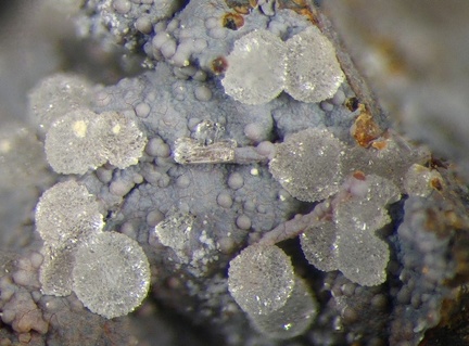 n°107004 - Phillipsite - Mailhac (Carrière) - St Jean le Centenier - Ardèche 