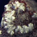 n°130065 - Alumohydrocalcite - Mas Dieu - Laval-Pradel - Gard