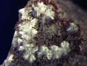 n°130065 - Alumohydrocalcite - Mas Dieu - Laval-Pradel - Gard