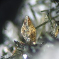 n°163232 - Titanite - Les Chomets - Roc de Cuzeau - Le Mont Dore - Puy-de-Dôme