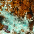 n° 169098 - Serperite - Mine Bleue (Haldes) - Chessy - Rhône