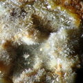 n°169147 - Pyromorphite - Propières (mine) -  Rhône