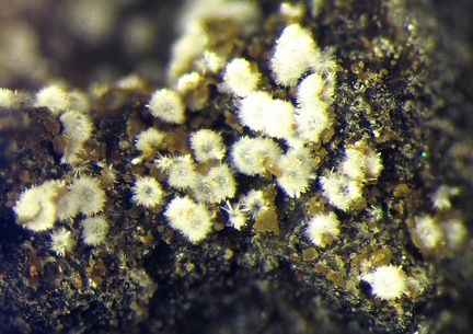 n°197028 - Scolecite - Rivière Langevin - Saint-Joseph - La Réunion