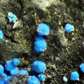 n°130085 - Cyanotrichite - Arrigas (Mine) - Gard