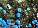 n°130085 - Cyanotrichite - Arrigas (Mine) - Gard