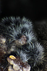 n°112176  - Pyrolusite -  Le Kaymar (mine) - Pruines - Aveyron