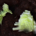 n°112181 - Autunite - Previnquieres - Entraygues-sur-Truyère - Aveyron