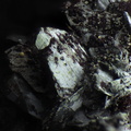 n°181150 - Marcasite - Montroc (mine) - Tarn