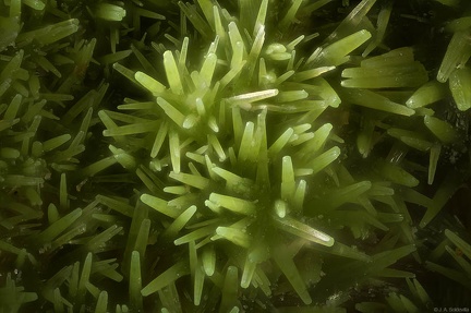 Pyromorphite - Creuzeval - St Didier sur Beaujeu - Rhône