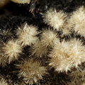 Pyromorphite - Sainte Sévère - Indre
