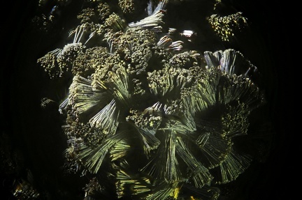 n°112183 - Goethite -  Le Kaymar (mine) - Pruines - Aveyron