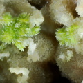 Pyromorphite - Sainte Sévère - Indre