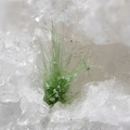 n°168050 - Zalesiite - Juno (haldes) - Zimmerbach - Haut-Rhin