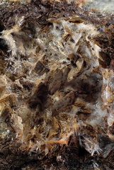 n°168056 - Siderite - Saint-Philippe (carrière) - Sainte Marie aux Mines - Haut-Rhin