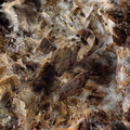 n°168056 - Siderite - Saint-Philippe (carrière) - Sainte Marie aux Mines - Haut-Rhin