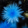 Cyanotrichite - Valcroze - Alzon - Gard