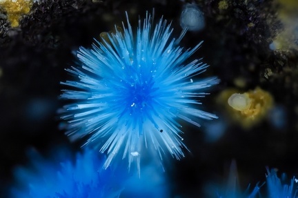 Cyanotrichite - Valcroze - Alzon - Gard