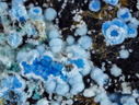 Alumohydrocalcite  Carbonatecyanotrichite - Valcroze - Alzon - Gard