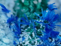 Azurite Alumohydrocalcite -  Valcroze - Alzon - Gard