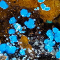 Carbonatecyanotrichite Alumohydrocalcite - Valcroze - Alzon - Gard