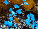 Carbonatecyanotrichite Alumohydrocalcite - Valcroze - Alzon - Gard