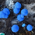 Carbonatecyanotrichite - Valcroze - Alzon - Gard