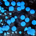 Carbonatecyanotrichite - Valcroze - Alzon - Gard