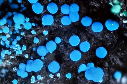 Carbonatecyanotrichite - Valcroze - Alzon - Gard