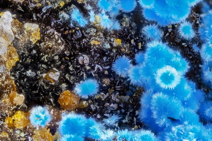 Cyanotrichite Plumbojarosite - Valcroze - Alzon - Gard