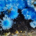 Cyanotrichite - Valcroze - Alzon - Gard