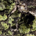 n°146001 - Pyromorphite - Bel Castel (Carrière) - St-Vincent-du-Pendit - Lot