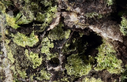 n°146001 - Pyromorphite - Bel Castel (Carrière) - St-Vincent-du-Pendit - Lot