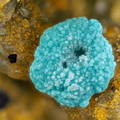 n°130069 - Rosasite - Arrigas (mine)	- Arrigas - Gard