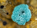 n°130069 - Rosasite - Arrigas (mine)	- Arrigas - Gard