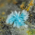 n°130075 - Serpierite - Arrigas (mine)	- Arrigas - Gard