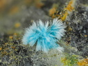 n°130075 - Serpierite - Arrigas (mine)	- Arrigas - Gard