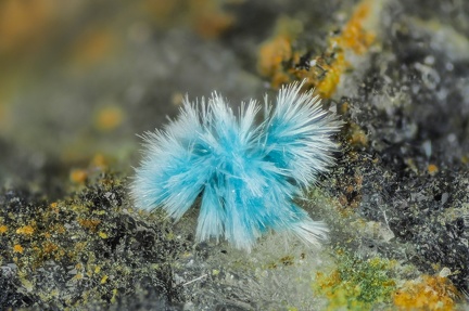 n°130075 - Serpierite - Arrigas (mine)	- Arrigas - Gard