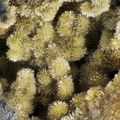 n°143099 -  Pyromorphite - Le Bouillon (filon) - Saint Pal de Mons - 	Haute-Loire