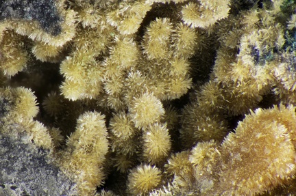 n°143099 -  Pyromorphite - Le Bouillon (filon) - Saint Pal de Mons - 	Haute-Loire